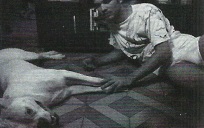 Meu Cão Ensina a Viver
